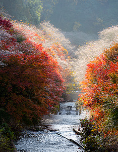 名古屋,奥巴拉秋景与樱花盛开石仓类的樱花春天开次,秋天又开次图片