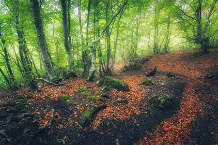 秋天的森林,雾中小径梦幻般的景观,美丽的迷人的树木,绿色红叶秋天神奇的雾森林的惊人景象仙木自然五颜六色背景图片