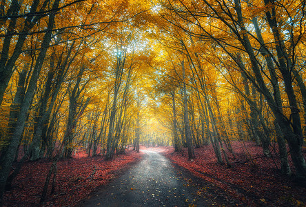 令人惊叹的秋天森林,雾中路秋天红色黄色叶子的树梦幻般的景观,雾树,山路,五颜六色的叶子旅行自然季节背景背景图片