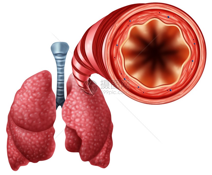 健康支气管与人的肺解剖个医学符号开放空气呼吸通道与三维插图元素图片