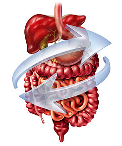 消化系统种消化解剖,包括肝脏胰腺胆囊,胃大肠小肠白色背景上分离的三维插图背景图片