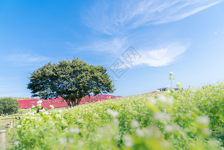 茨城科奇亚宇宙丛林与小山景观山,日立海滨公园秋天与蓝天伊巴拉基,日本背景