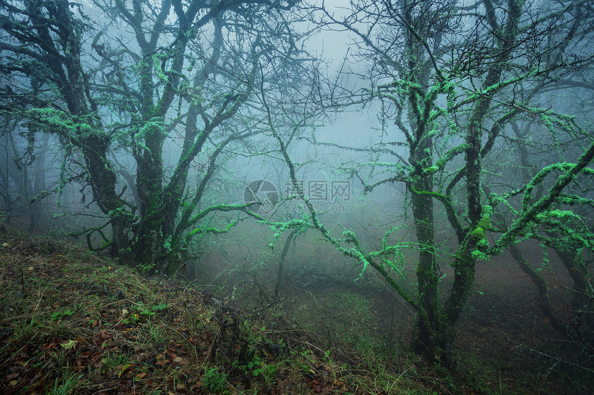 神秘的深秋森林蓝雾中,树叶,绿色的植物,树木树枝秋天的早晨克里米亚山上神秘的深秋森林蓝雾中带着叶子,绿色的图片