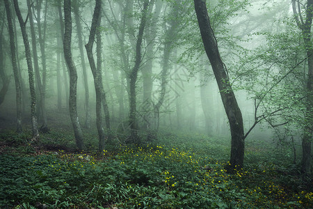 比利茨基克里米亚绿色黑暗的高清图片