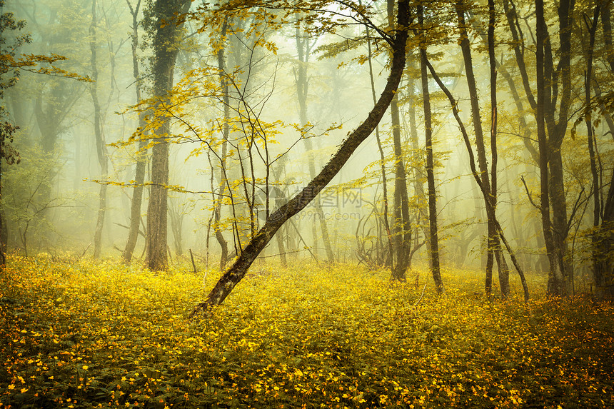 雾中神秘的森林,橙色的叶子花克里米亚的春天早晨神奇的气氛童话故事雾中神秘的森林,橙色的叶子花图片