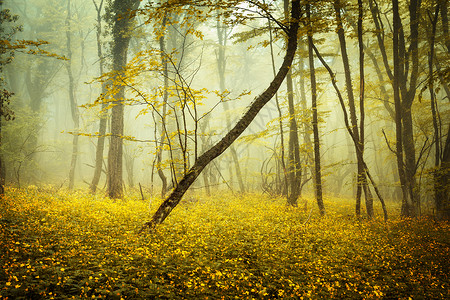 雾中神秘的森林,橙色的叶子花克里米亚的春天早晨神奇的气氛童话故事雾中神秘的森林,橙色的叶子花背景图片