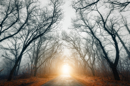 这条路穿过可怕的神秘森林,秋天雾中黄光神奇的树大自然朦胧的风景图片