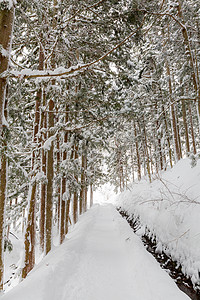 竹雪日本玉田中长野竹浦松林冬季景观背景