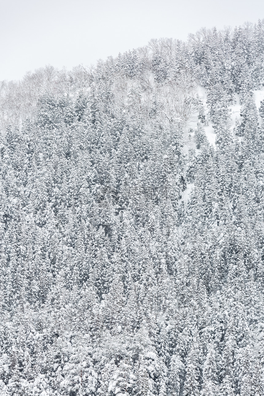 日本舒布市松林冬季景观图片