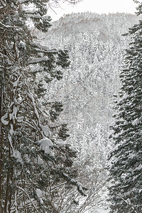 竹雪日本玉田中长野竹浦松林冬季景观背景