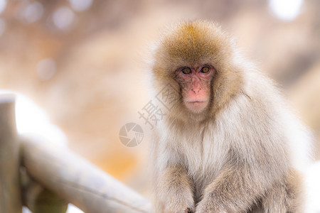 猴子岛日本雪猴猕猴温泉温泉温泉岛,日本中野背景