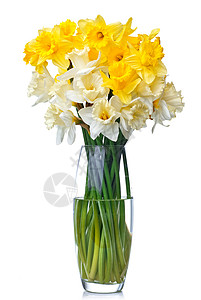 花来自花瓶中的白色黄色水仙背景图片