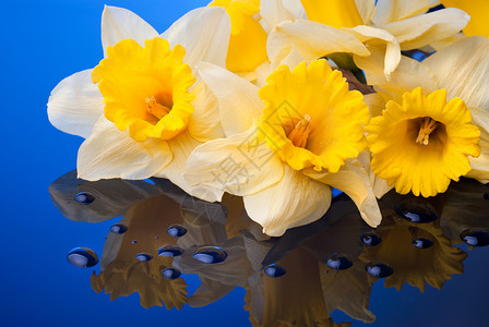 黄色水仙花蓝色背景与水滴图片