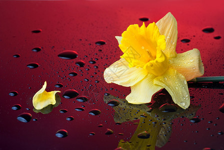 黄色水仙花红色背景上水滴图片