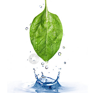 绿色菠菜叶与水滴飞溅分离白色图片