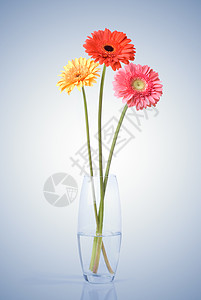 璃花瓶里戴西杰贝拉的花图片