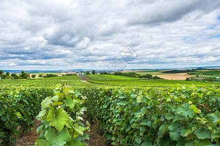 葡萄园景观,蒙塔涅德莱姆斯,法国背景图片