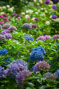 植物彩色绣球花夏季花园的彩色绣球花背景