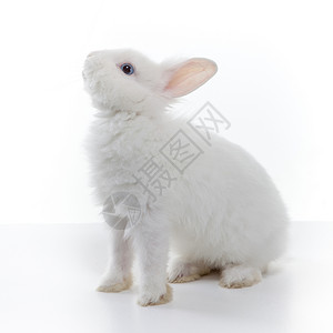 白兔白色背景上分离背景图片