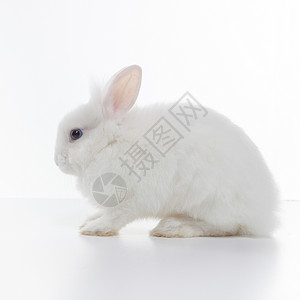 白兔白色背景上分离高清图片