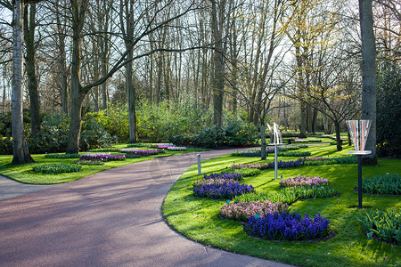 荷兰著名的花卉公园Keukenhof也被称为欧洲花园,世界上最大的花卉花园背景图片