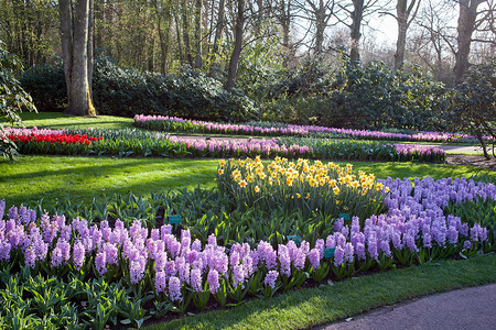 荷兰著名的花卉公园Keukenhof也被称为欧洲花园,世界上最大的花卉花园背景图片