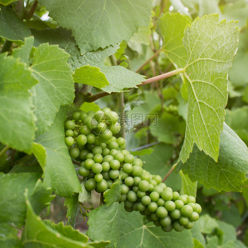 葡萄园上的绿色葡萄图片
