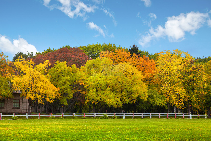 蓝天上的秋树图片