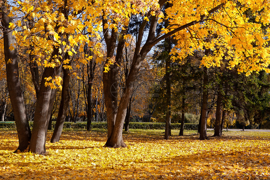 公园里的秋树图片