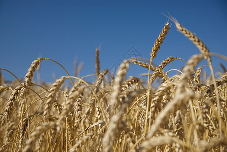 金色小麦蓝天的田野图片