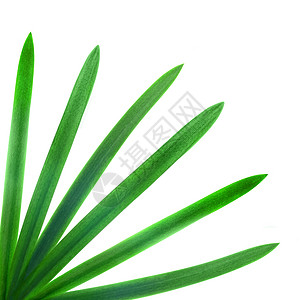 绿色的棕榈叶隔离白色上图片