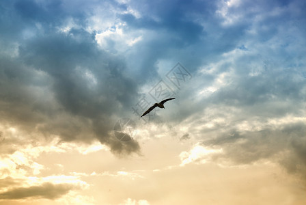 鸟戏剧的云图片