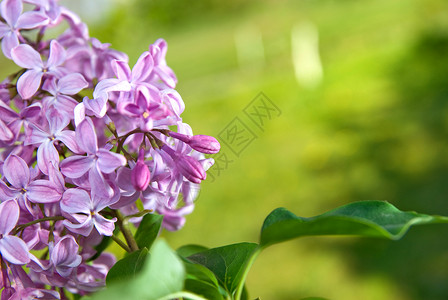 春天丁香花叶子图片