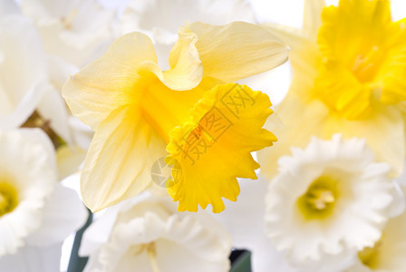 来自白色黄色水仙的花图片