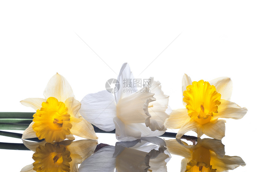 白色黄色水仙白色背景上分离图片