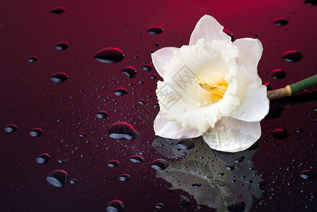 白色水仙红色背景与水滴图片