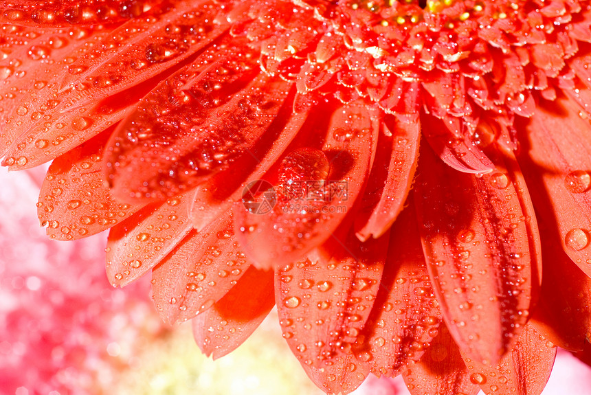 用水滴浅焦点红色雏菊格贝拉图片