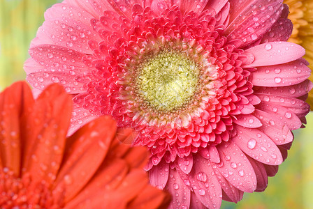 粉红色雏菊格贝拉与水滴图片