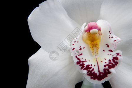白色兰花隔离黑色图片