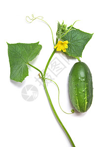 绿色黄瓜,叶花分离白色背景图片