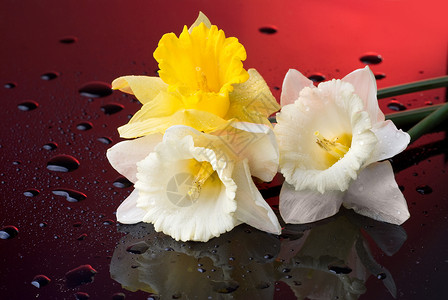 黄色白色水仙红色背景与水滴图片