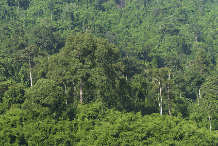 泰国热带森林Khaoyai公园图片