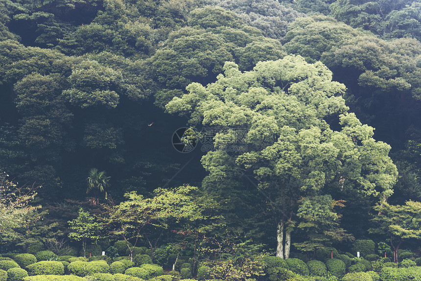 日本的森林早晨的阳光,热带森林图片