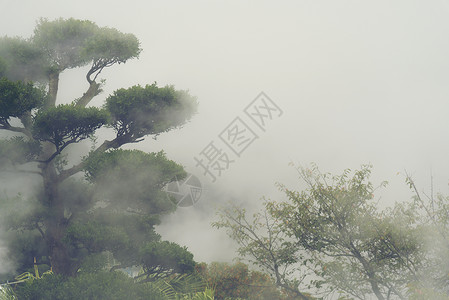 日本早晨雾的热带森林图片