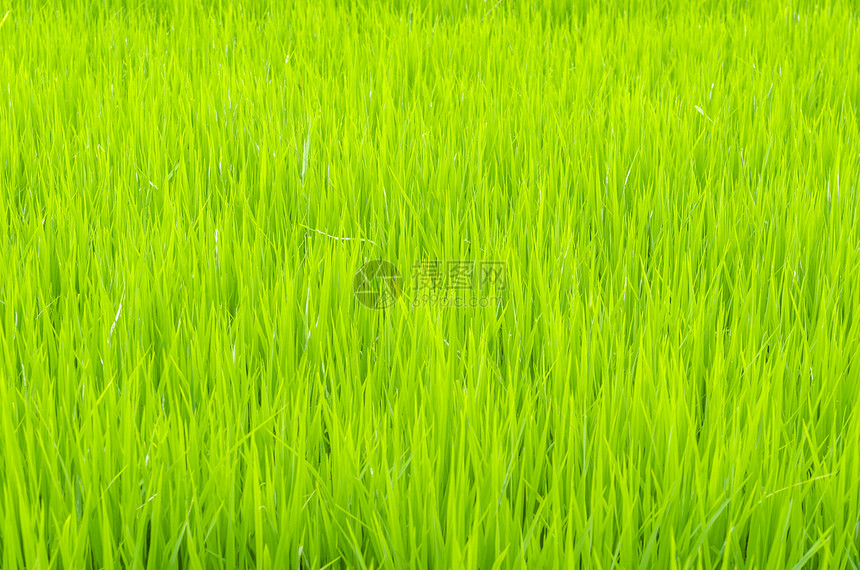 稻田图片图片