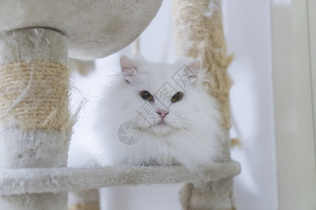 白色波斯猫娇生惯养的高清图片