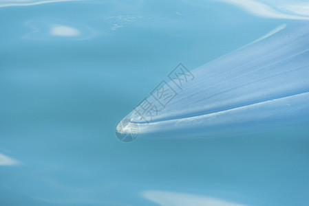 大白鲸游水,把水空气中呼气许多布莱德鲸鱼住泰国海湾泰国背景图片