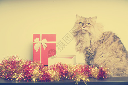 诞礼物与波斯猫,老式过滤器形象图片