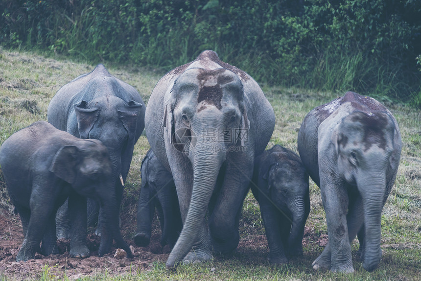 野生大象家族图片