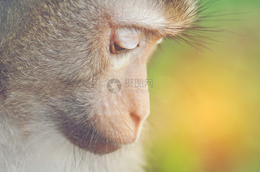 野生猴子,特写图片